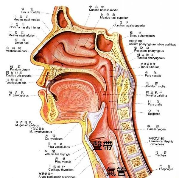 林氏三道灸视频大全,林氏三道灸酒功效