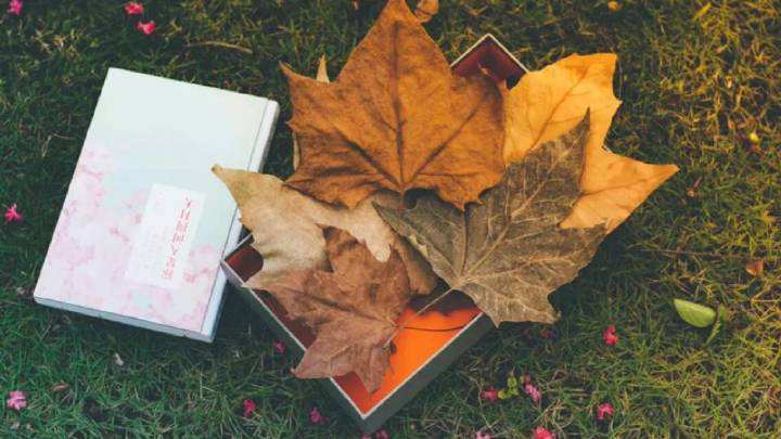 真假莫辨合集,真假莫辨在线观看