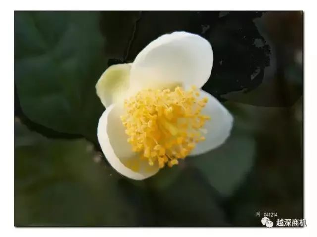 中国各大城市市花介绍,全国56市市花太美了的视频