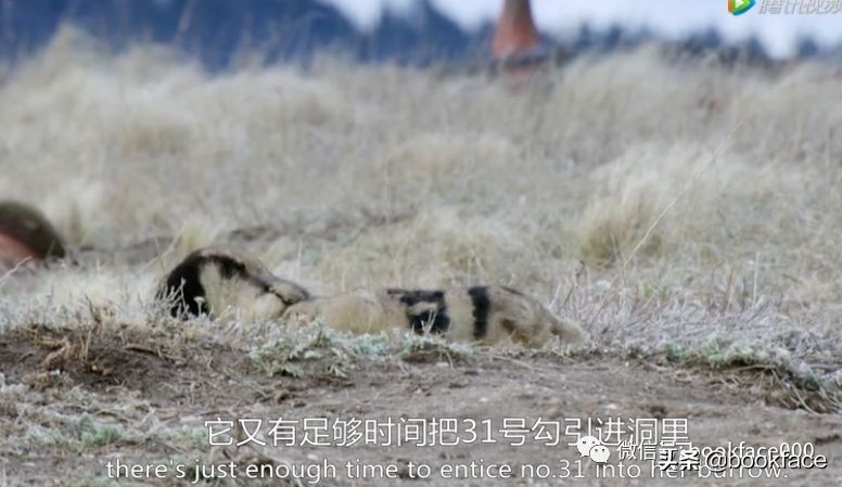 你这个坏怂，尽显渣之本色