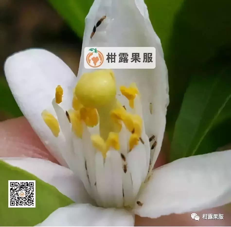 柑橘的常见病虫害和预防方法,柑橘新叶卷曲是什么虫害如何防治