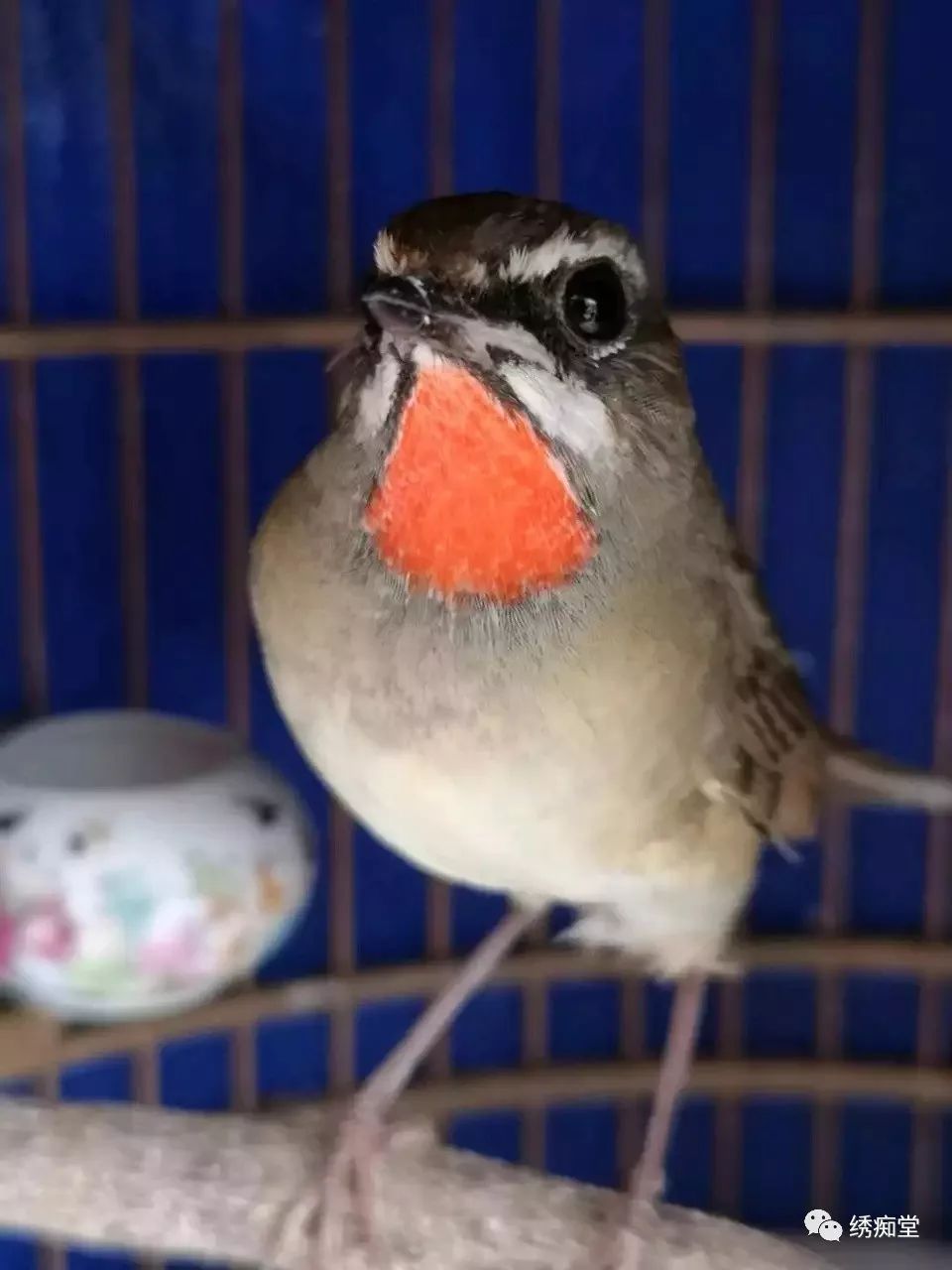 养靛颏用方笼好还是圆笼好,红点颏晚上闹笼