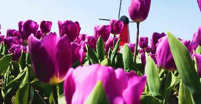 浙西低调山水小城，入选2021全球最佳旅行地邂逅早春一方秘境