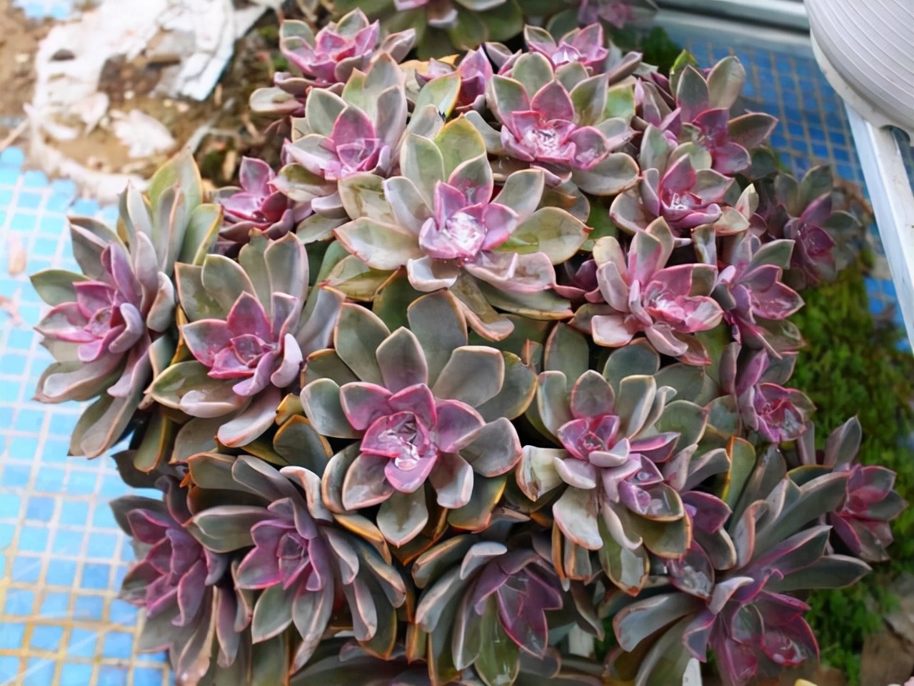 好养而且容易爆盆的多肉 (在家养这几种多肉分分钟养爆盆)