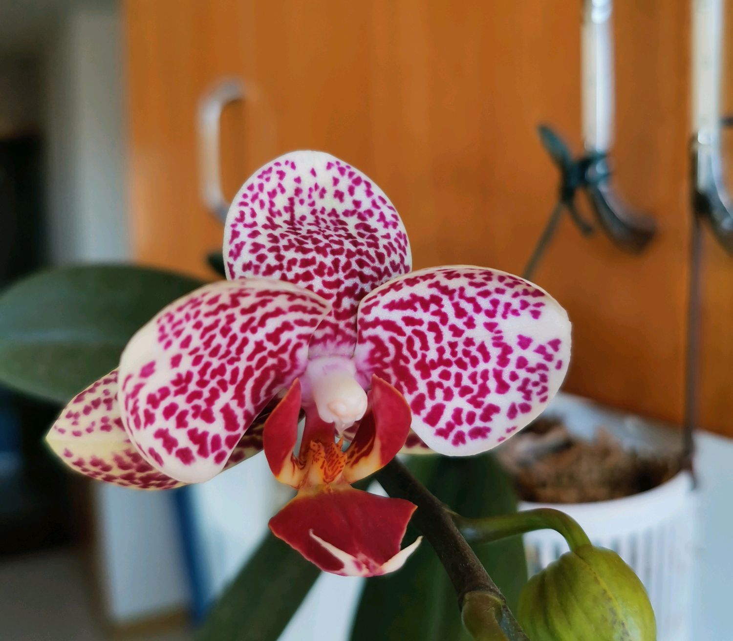 蝴蝶兰的根子不往花盆里扎，感觉蝴蝶兰根子有趋光性