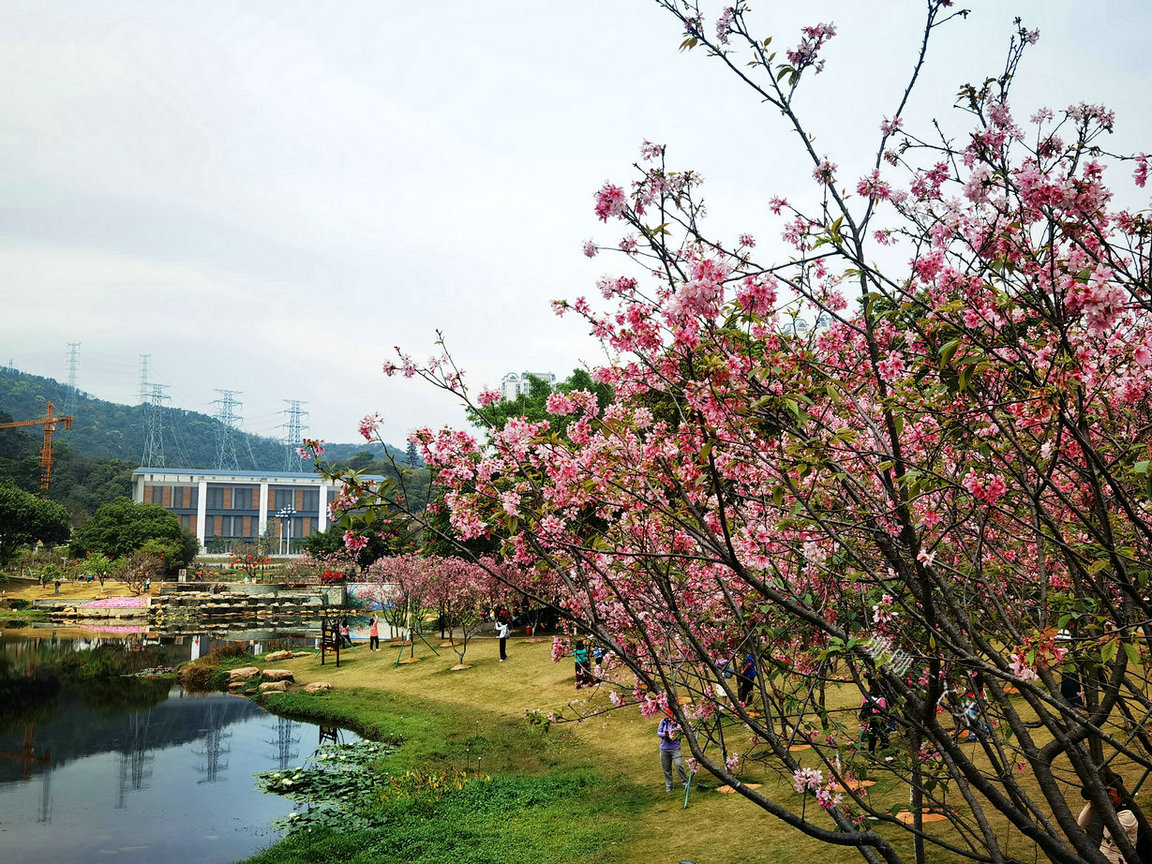 樱花开了公园里弥漫着花香,樱花开了姹紫嫣红