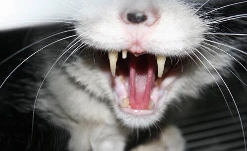 猫咪贫血药物治疗多久恢复,猫咪贫血的原因是什么有什么症状