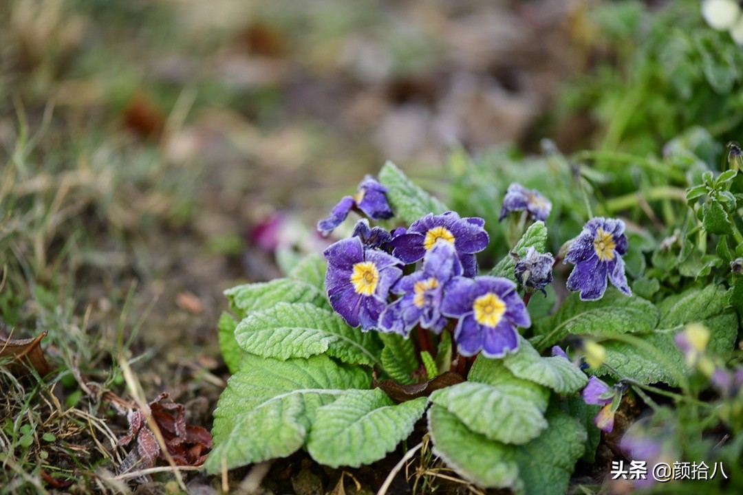 零下9度来袭，花园里的绿色是那么动人|园丁