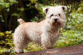 小型犬品种大全及图片柯基犬,不掉毛无体味性格温顺的小型犬