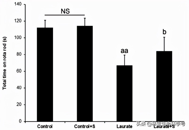 亚精胺对抗衰老的机制,亚精胺提升认知功能