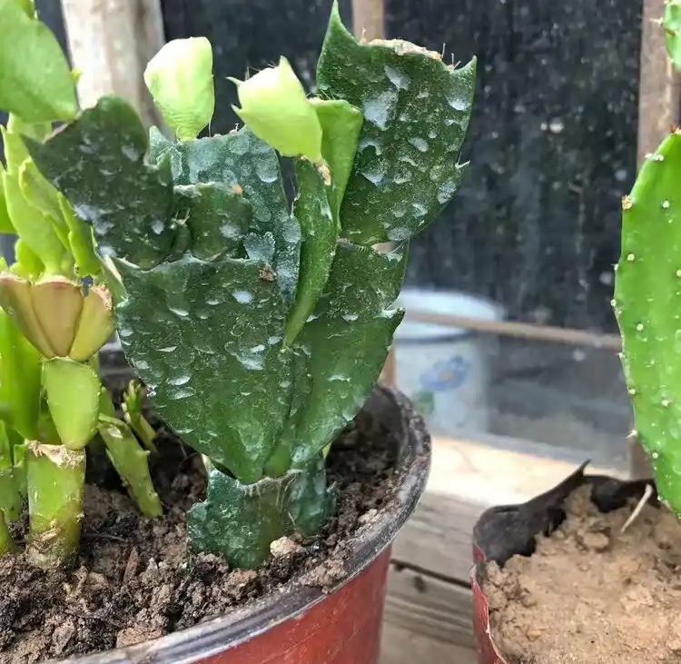 浇水过多死的植物,最容易浇死的6种花