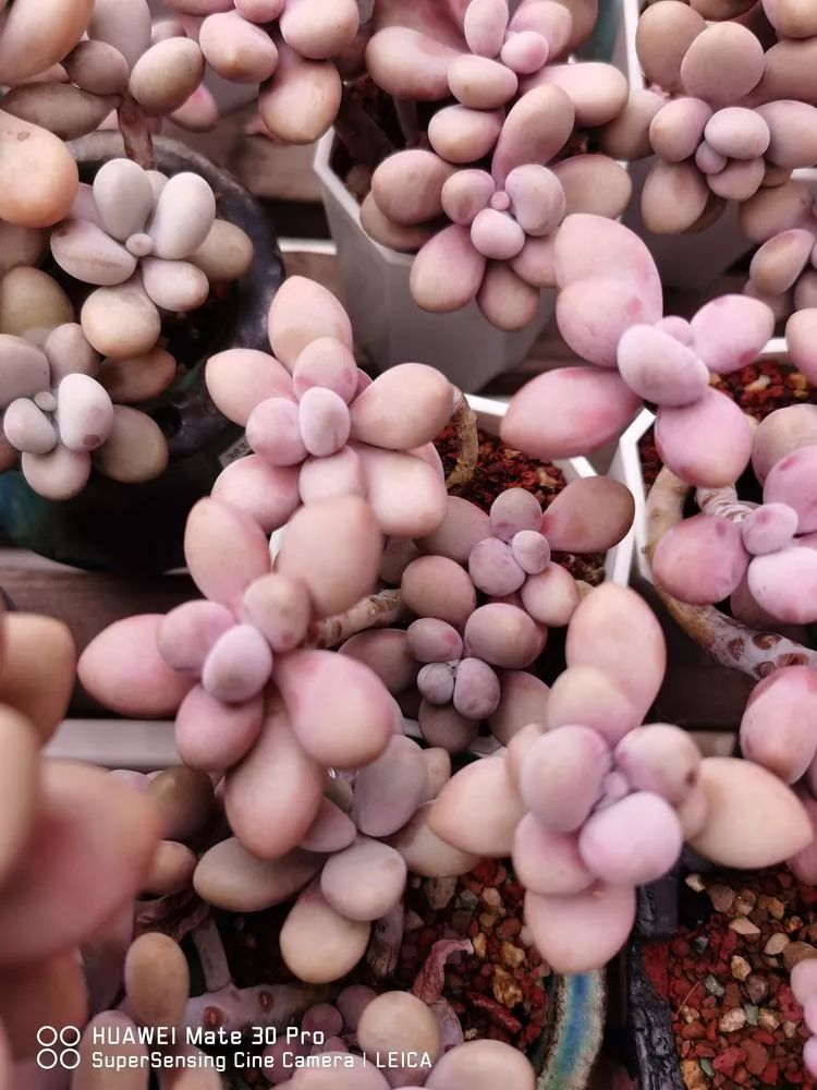 冬日如何更好地养多肉,冬天可以户外养护的多肉