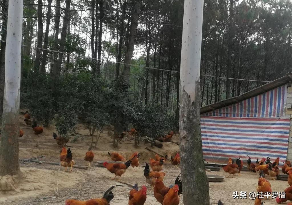 广西桂平就业创业,广西桂平创业养鸡