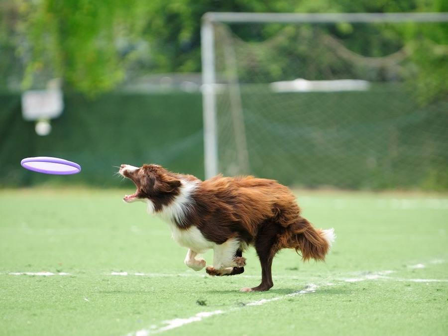 养狗新手入门必备知识,养狗知识大百科入门篇
