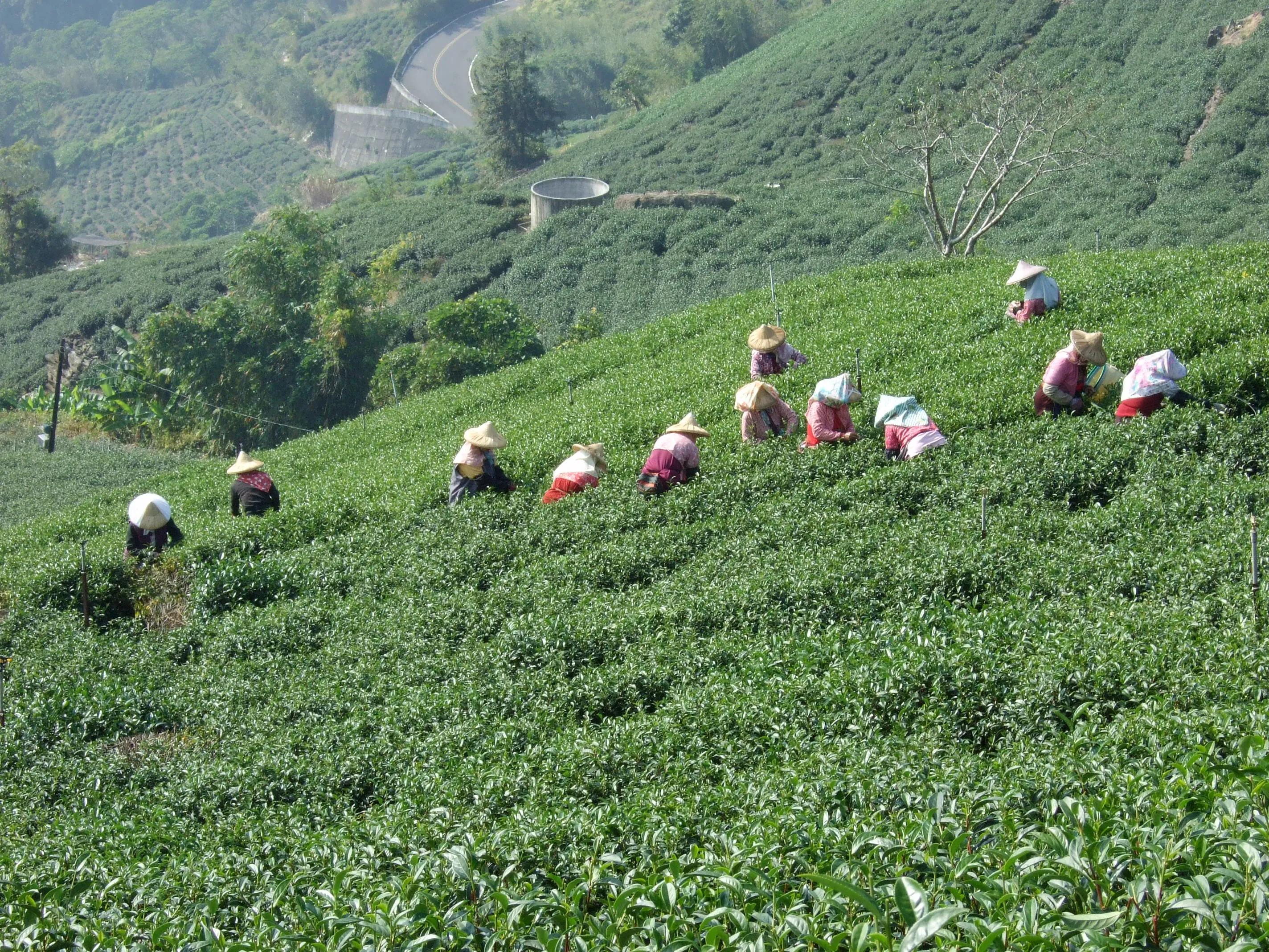 阿里山美丽动人的传说,阿里山的风光美如画