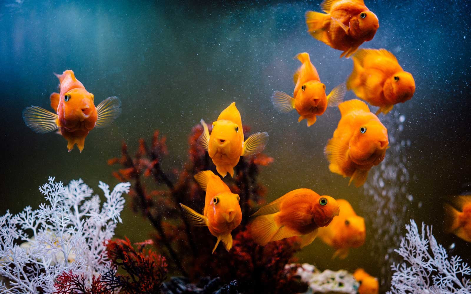 观赏鱼食物中毒怎么办,观赏鱼中毒了