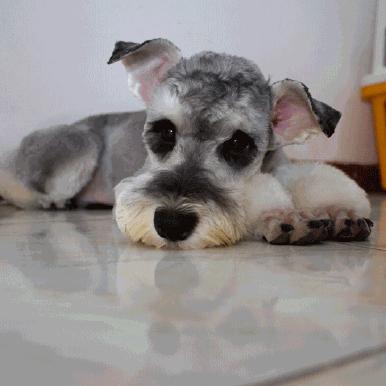 什么样才算纯种狗？纯种狗是怎么培育出来的？