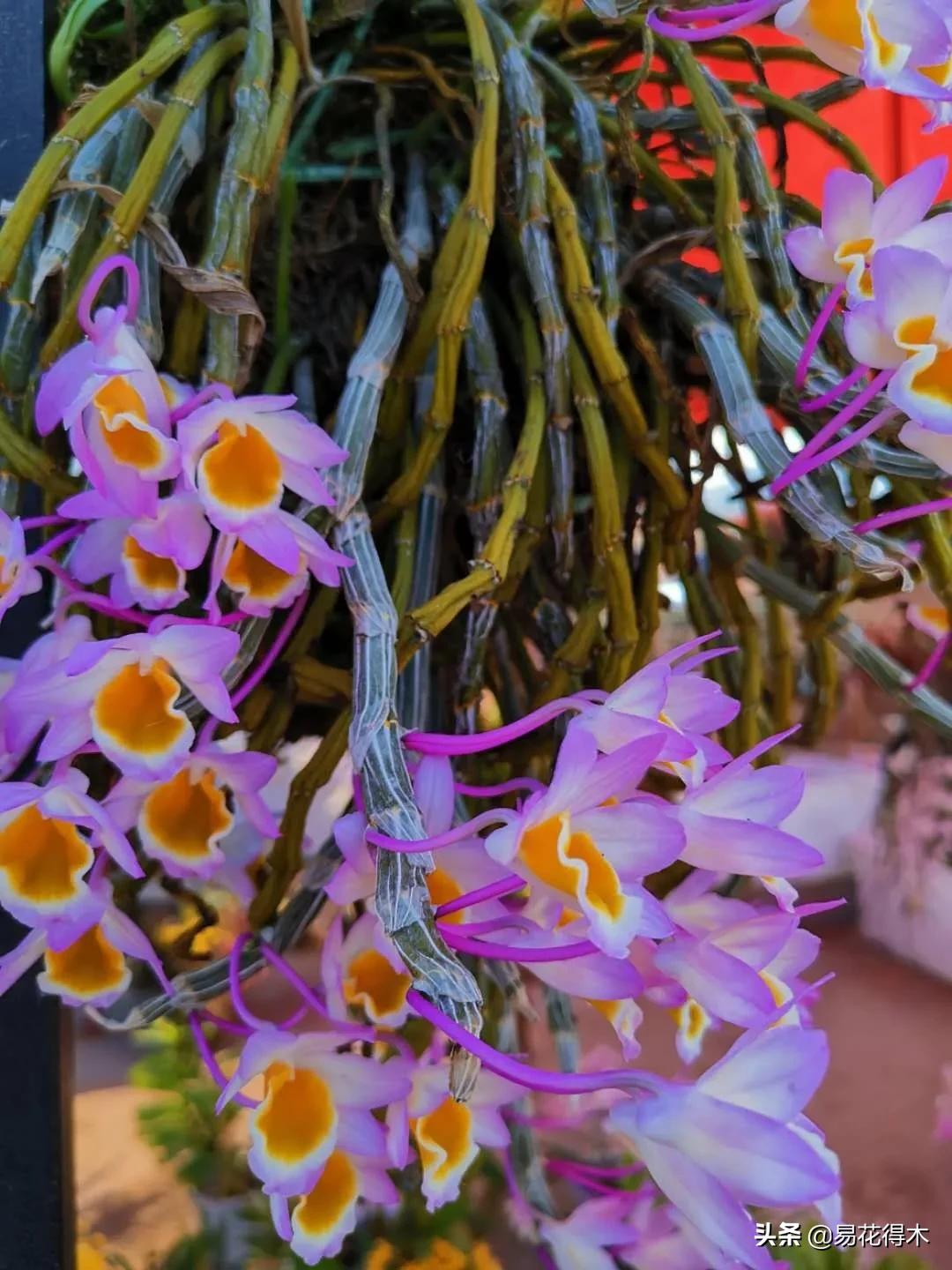 石斛分类小知识,石斛多少种哪一种比较好