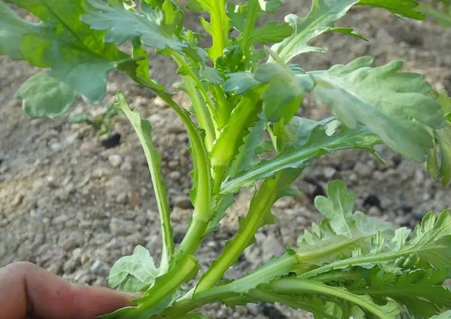 大棚蔬菜田间管理技术,冬季大棚种植什么蔬菜销路好