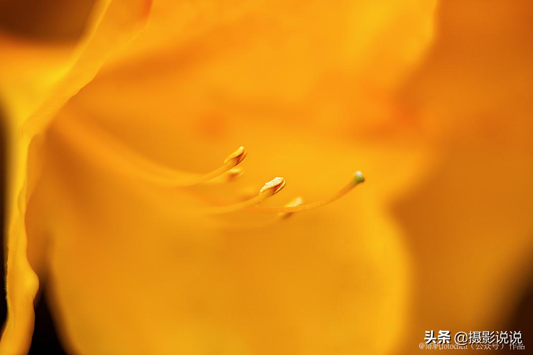 近摄镜拍微距,近摄镜测评视频