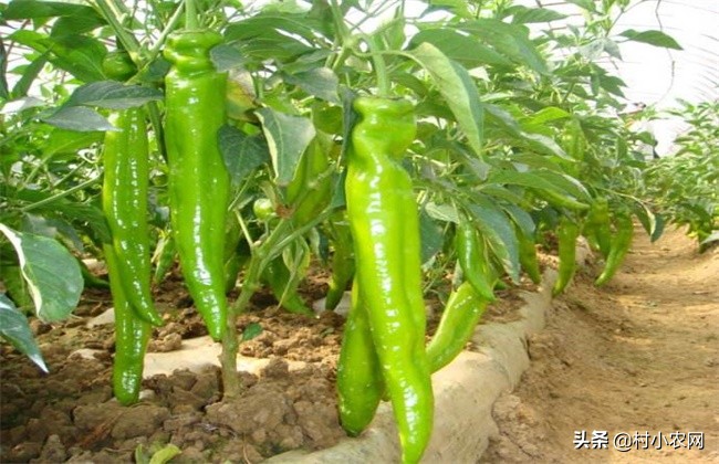 青椒怎么管理长出又多又大的青椒,青椒正宗栽培
