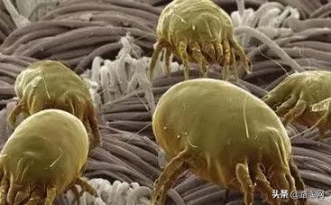 ￥39.9泰国天然儿童乳胶枕，提升孩子睡眠质量和防螨，妈妈更安心