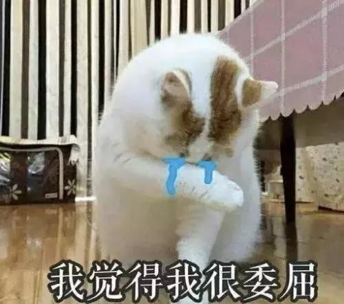 有没有办法让猫咪拉屎不臭,猫咪嘴臭是怎么回事