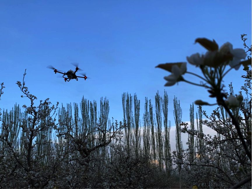 你买的可能是“山寨梨”,无人机授粉解决库尔勒梨农难题