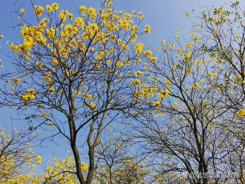5分钟消除疫情焦虑,随时随地都可以做的意象沙游太简单有效啦!