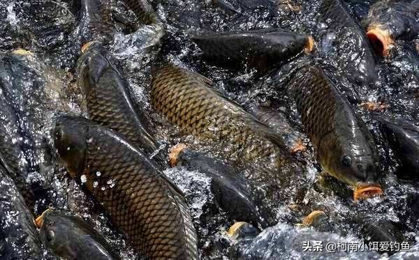 夏季晚上钓鱼突然停口是什么原因,夏天晚上钓鱼突然停口是什么原因