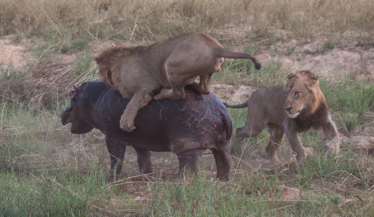 河马凶起来能干掉狮子,河马对抗狮子
