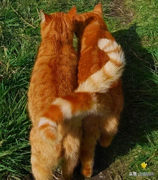 盘点那些霸道总裁猫咪,霸道总裁猫咪