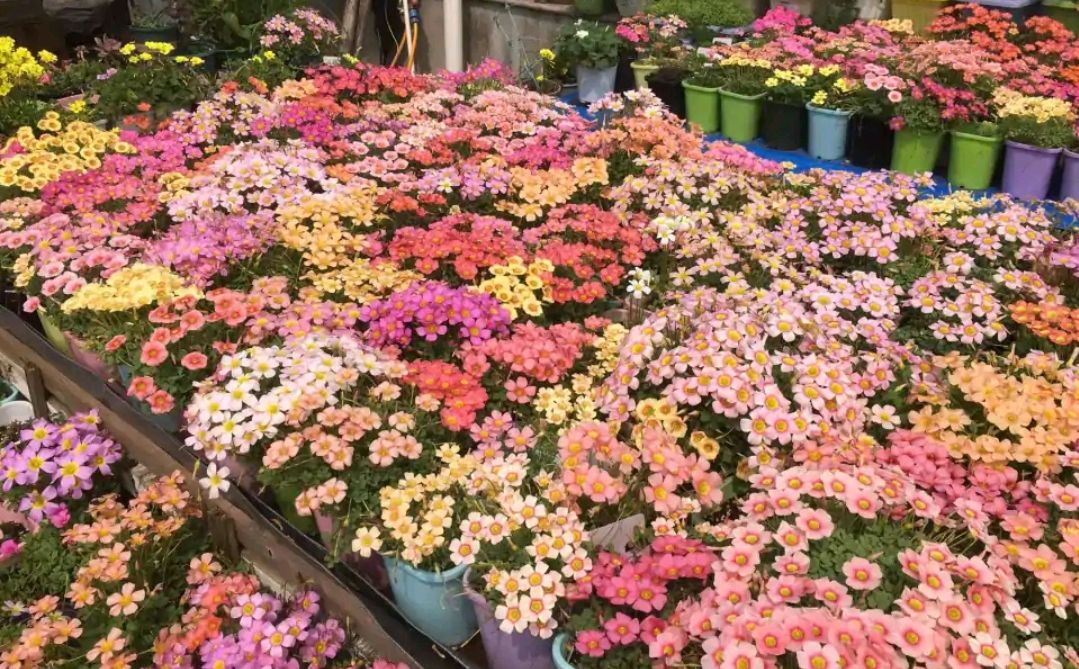 这8种花你不要乱浇水,新手种花品种推荐