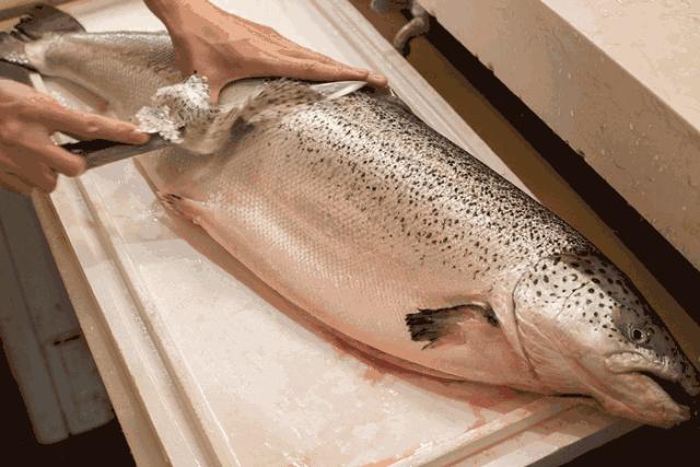 别拦我！古井第四届「肥鱼节」来来来来来啦