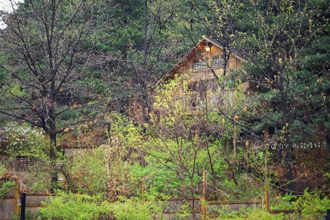 北京京郊童话树屋,台湾神奇的树屋