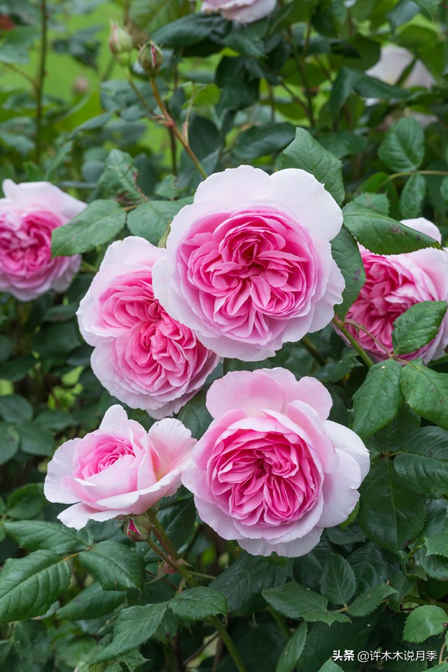 月季新手种植教程,购苗、修剪、施肥、浇水、喷药,手把手教你