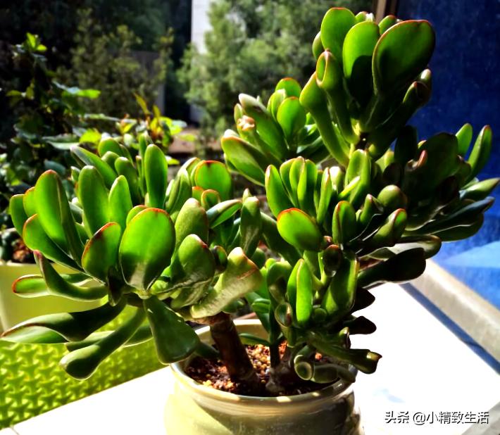 易出老桩的多肉植物,多肉这种花的真名叫什么