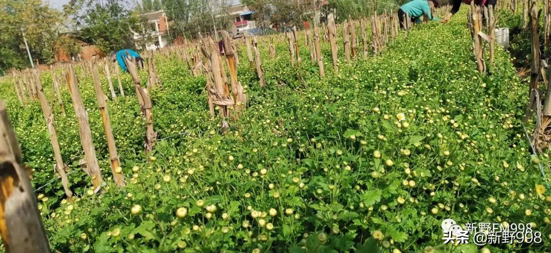 新野杭白菊,杭白菊几月采摘