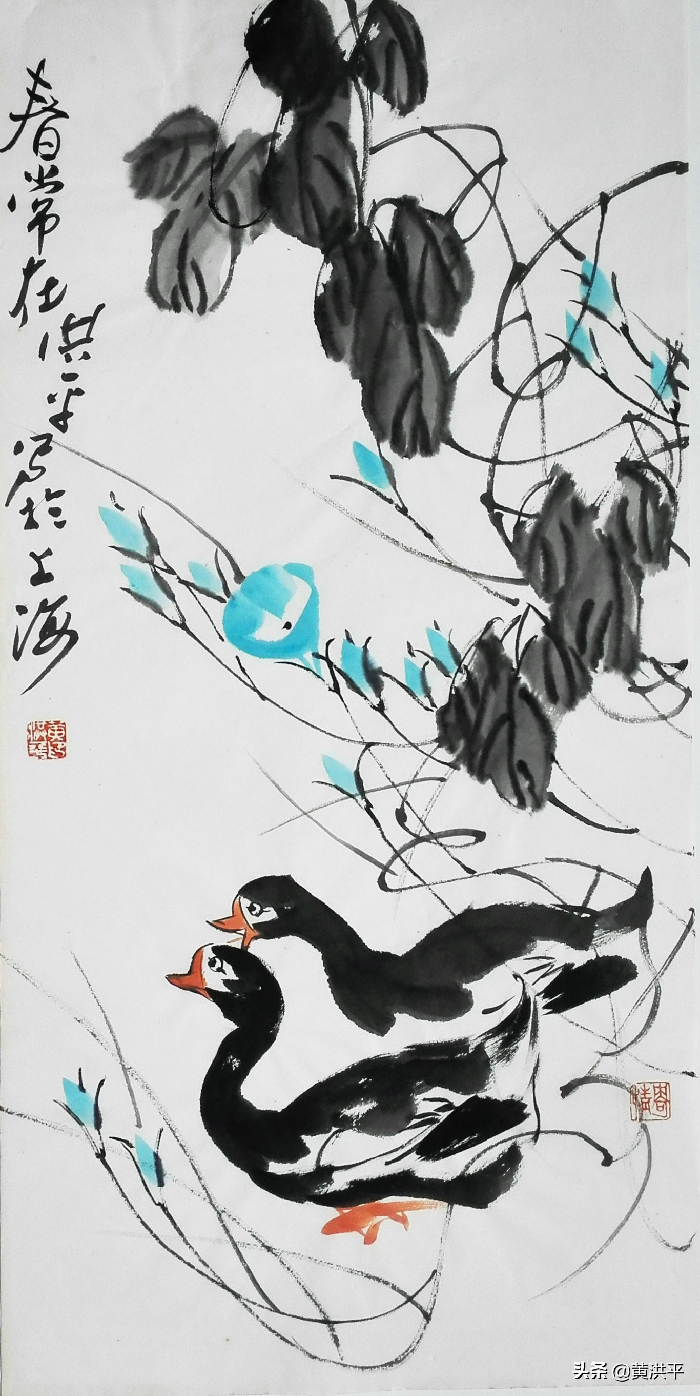 牵牛花柔弱还是脆弱,盛开的牵牛花