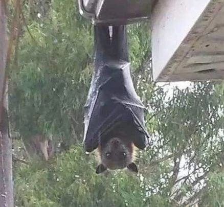 蝙蝠会变成吸血鬼吗,蝙蝠和吸血鬼有什么关系