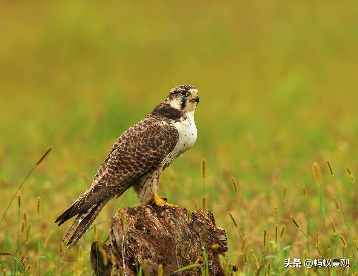 留园建筑分布图,留园建筑艺术分析