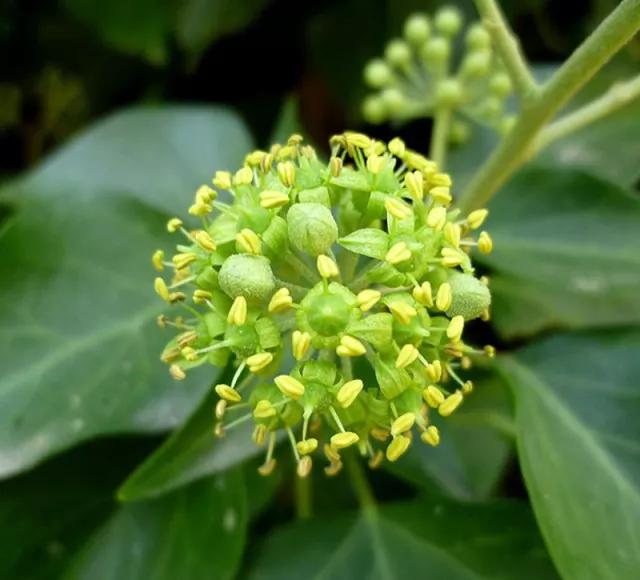 不伤墙体的爬藤植物,可以爬满整个房子的长青爬藤植物