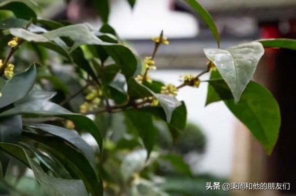 绉夊懆,绉夊懆鍜屼粬鐨勬湅鍙嬩滑