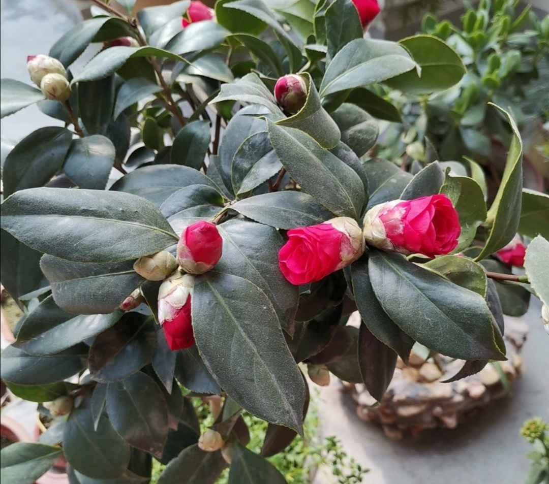 香妃茶花掉叶掉花苞是怎么回事,茶花叶铁锈色花苞一碰就掉怎么办