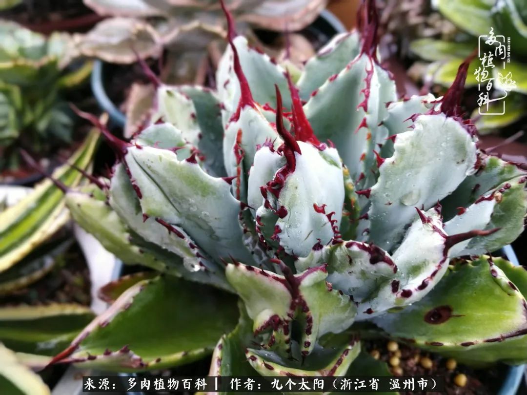 景天、球和龙舌兰，只要是多肉，都喜爱