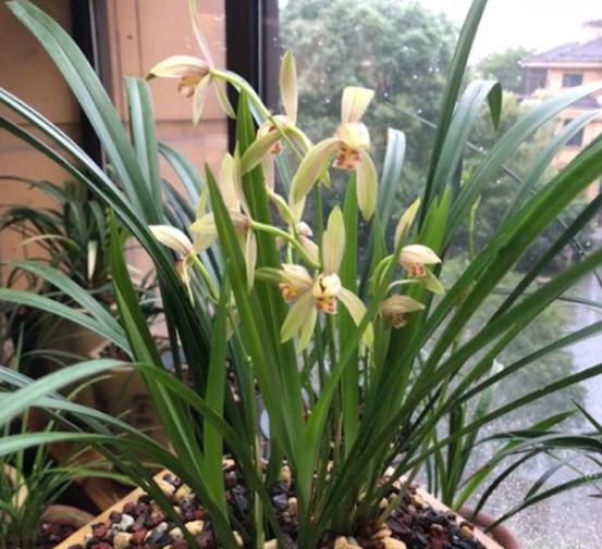 养兰花根腐,夏天兰花预防茎腐和软腐用什么药