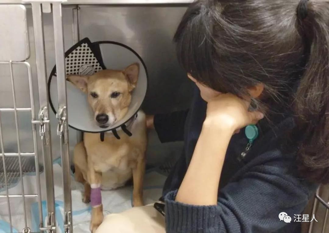 流浪狗得肿瘤,流浪狗得肿瘤被主人遗弃