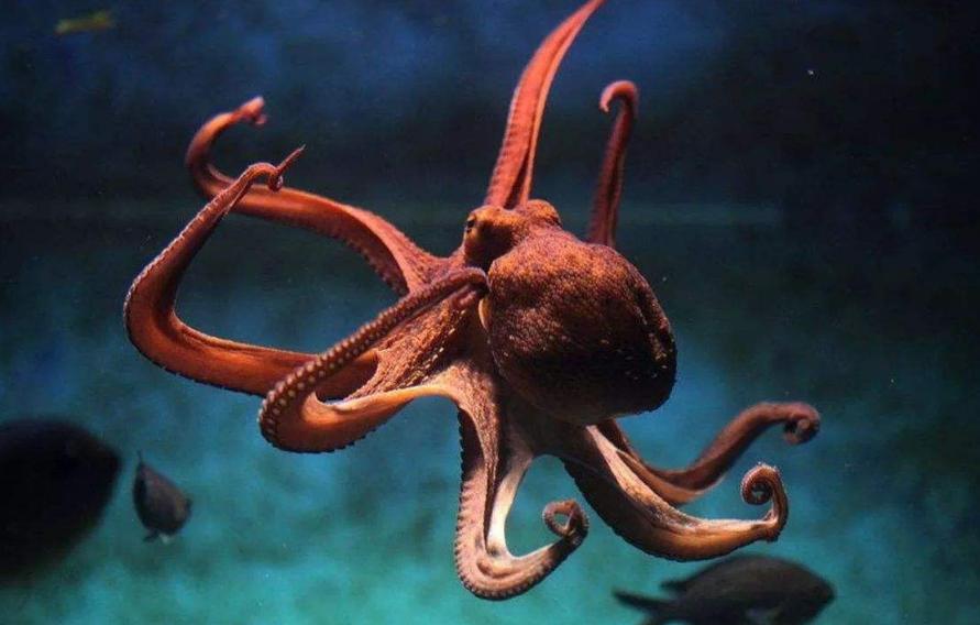 十年不吃不动还能存活的动物,可能还幸存的十大动物