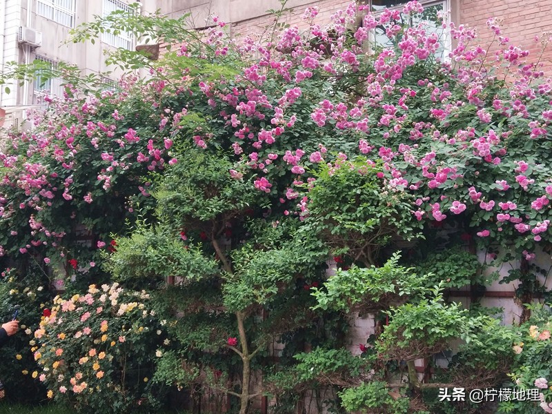 街拍中国北中轴路上看放花的人们,西安哪条街花好看