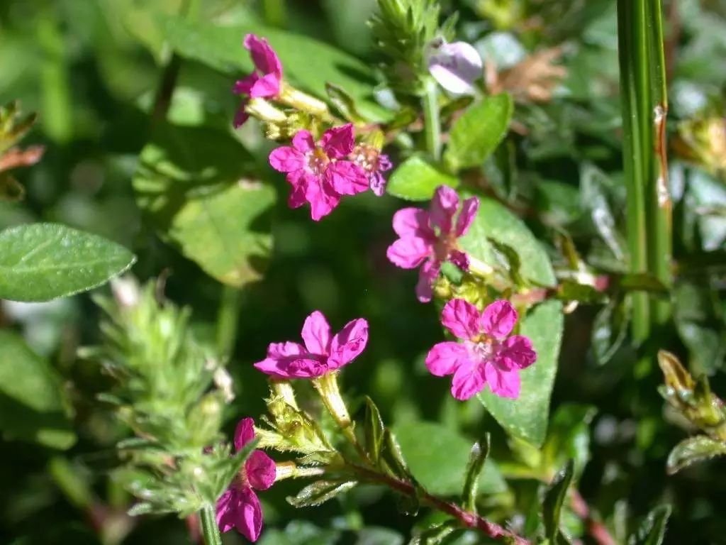 懒人花园植物,懒人花草100种